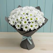 Букет цветов из:  Хризантемы #REPLACE_PRED# Новый Милет